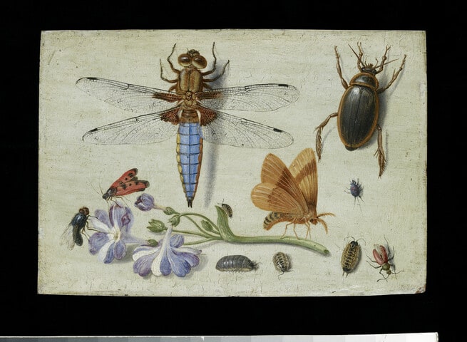 A Cockchafer, Beetle, Woodlice and other Insects, with a Sprig of Auricula