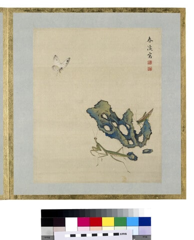 Butterfly, praying mantis, cricket, and rock