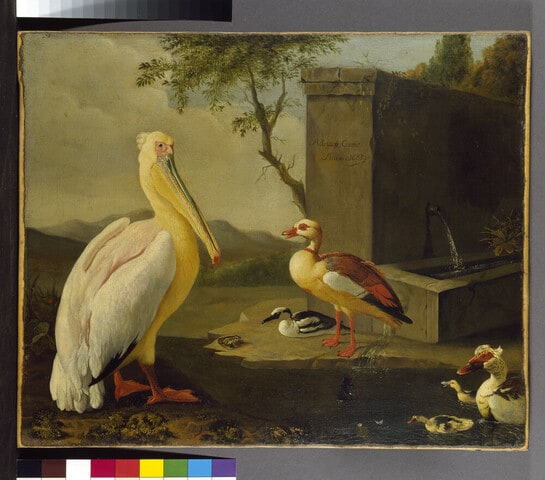 Oriental Birds